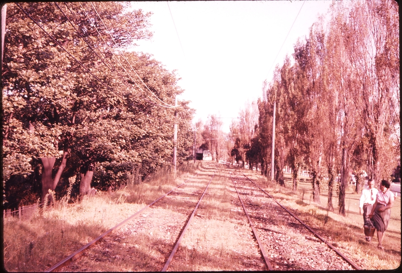 100533: Near Randwick Rce Tracks after passage of last tram