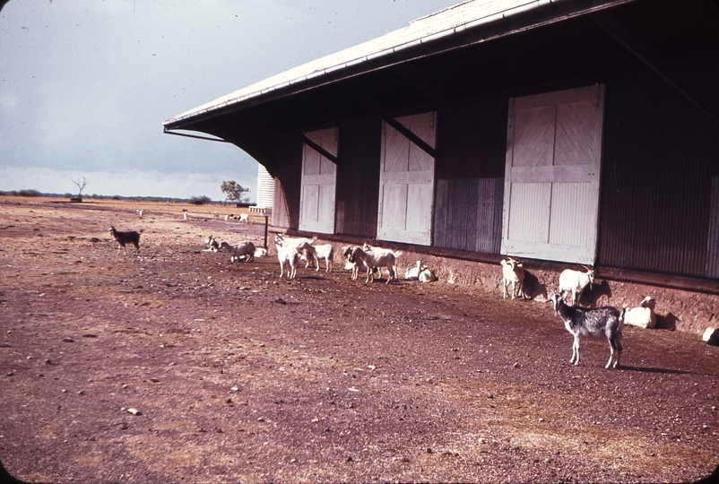 108334: Normanton Feral Goats at rear of Goods Shed