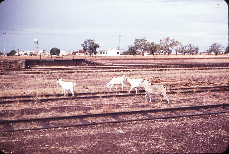 108354: Normanton Feral goats crosing tracks