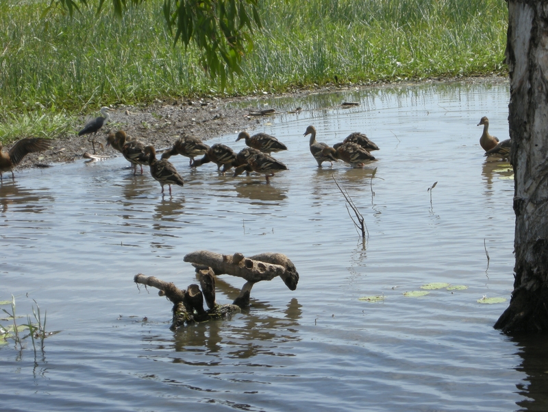 201599: Kakadu NP NT South Alligator River Yellowwater Billabong Ducks