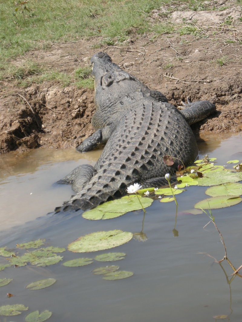 201600: Kakadu NP NT South Alligator River Yellowwater Billabong Saltwater Crocodile