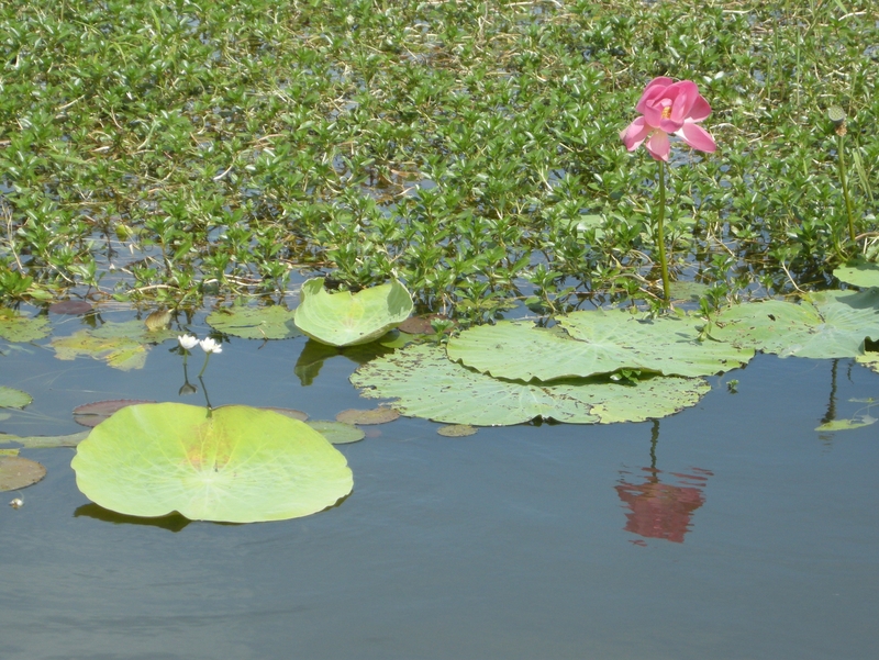 201602: Kakadu NP NT South Alligater River Yellowwater Billabong Lotus Lily
