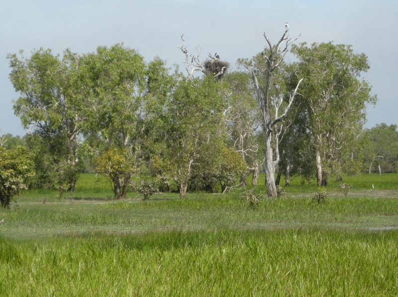 201603: Kakadu NP South Alligator River Yellowwater Billabong Jabiru Nest