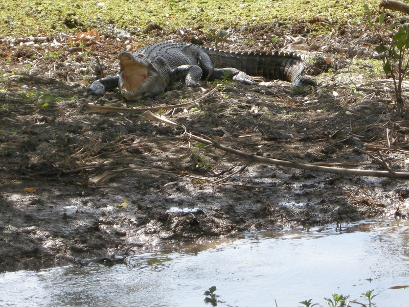 201604: Kakadu NP NT South Alligator River Yellowwater Billabong Saltwater Crocodile