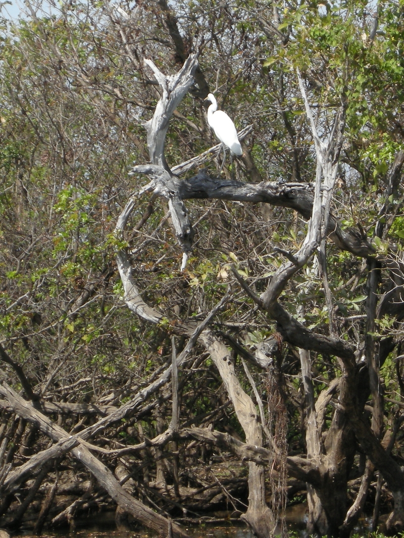 201605: Kakadu NP NT South Alligator River Yellowwater Billabong Egret