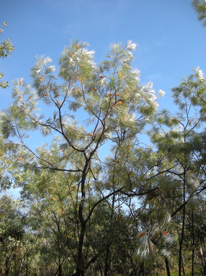 201608: Kakadu NP NT Ubirr Grevillia Pteridfolia Tree