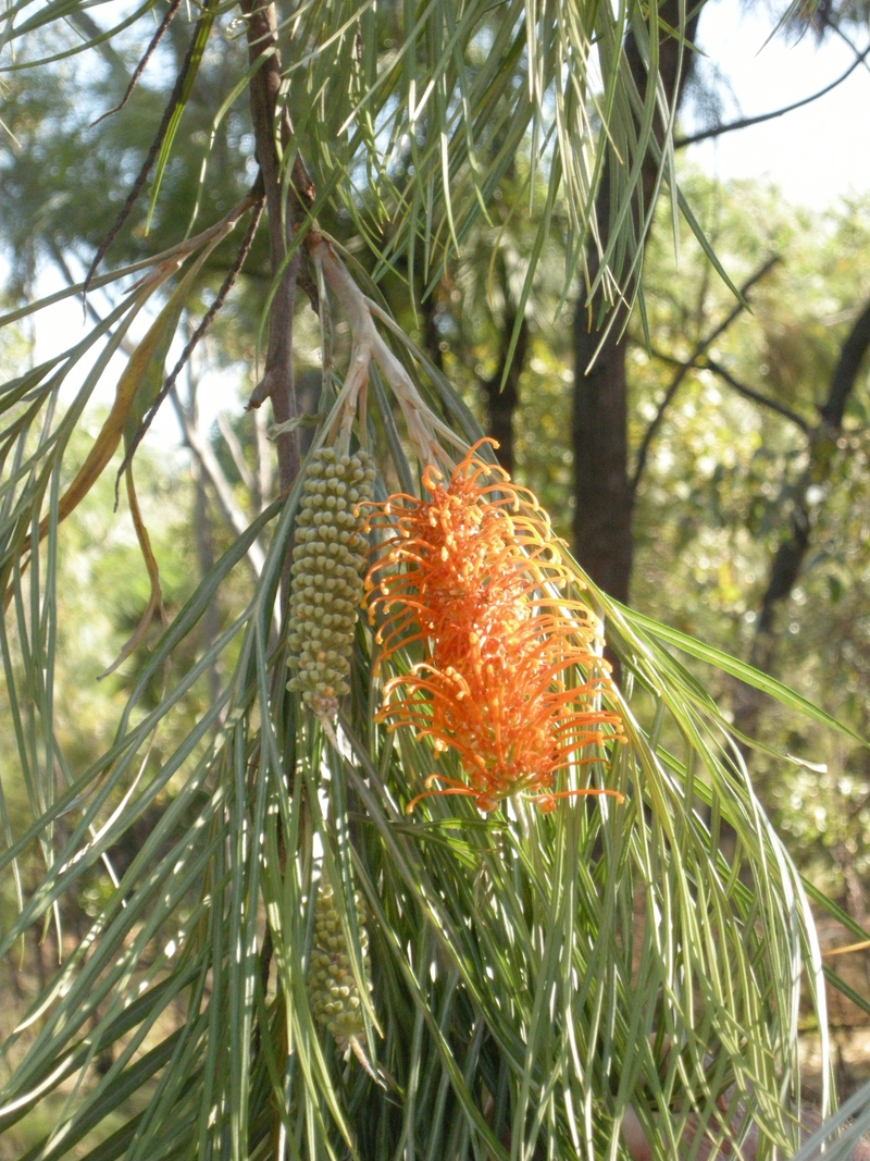 201609: Kakadu NP NT Ubirr Grevillia Pteridfolia Flower