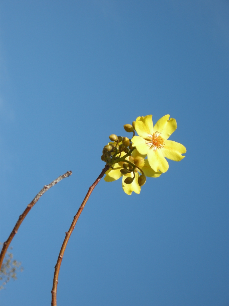 201623: Kakadu NP NT Ubirr Cochlospermum Fraseri Flower