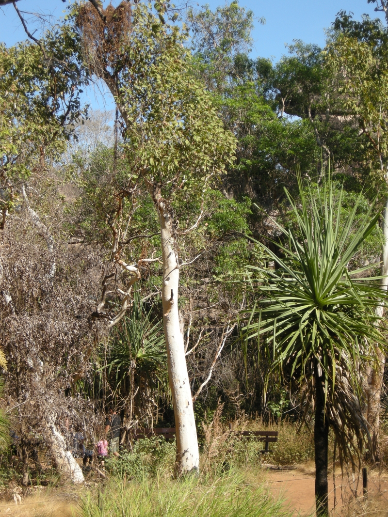 201624: Kakadu NP NT Ubirr Forest Scene