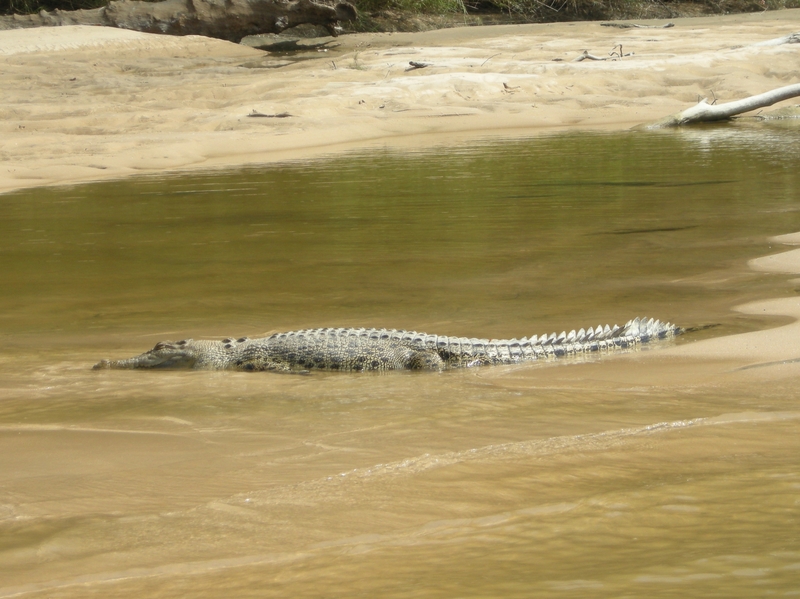 201632: East Alligator River NT Saltwater Crocodile