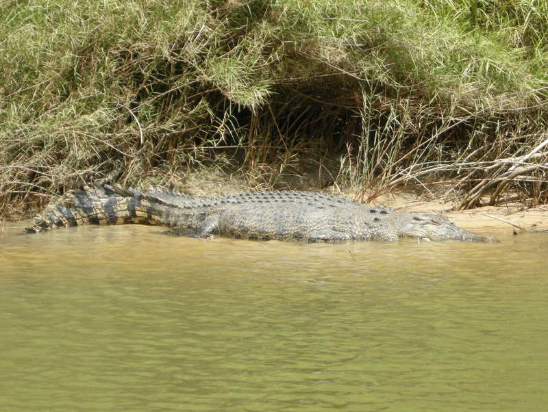 201633: East Alligator River NT Saltwater Crocodile