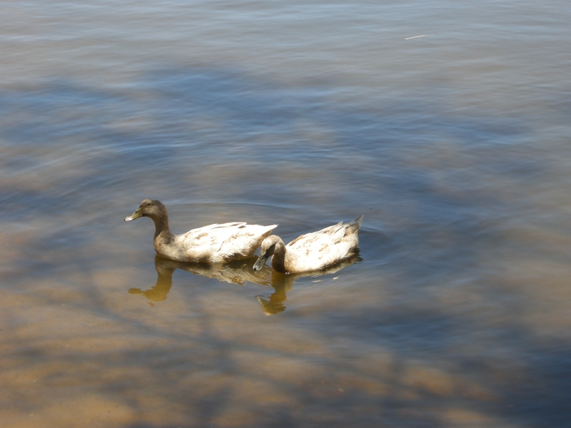 201655: Guildford Western Australia Ducks on Swan River