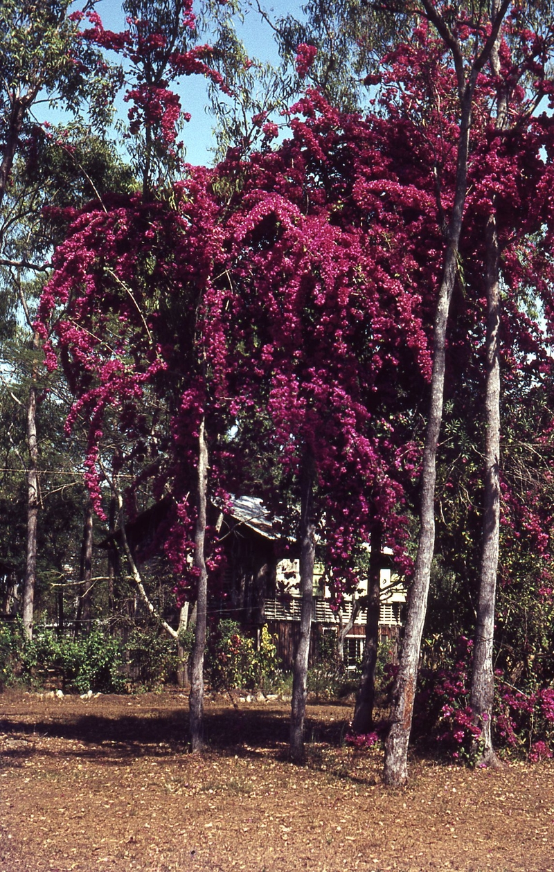 400128: Groote Eylandt NT Church Missionary Society Angurugu Mission Bouganvillia trees