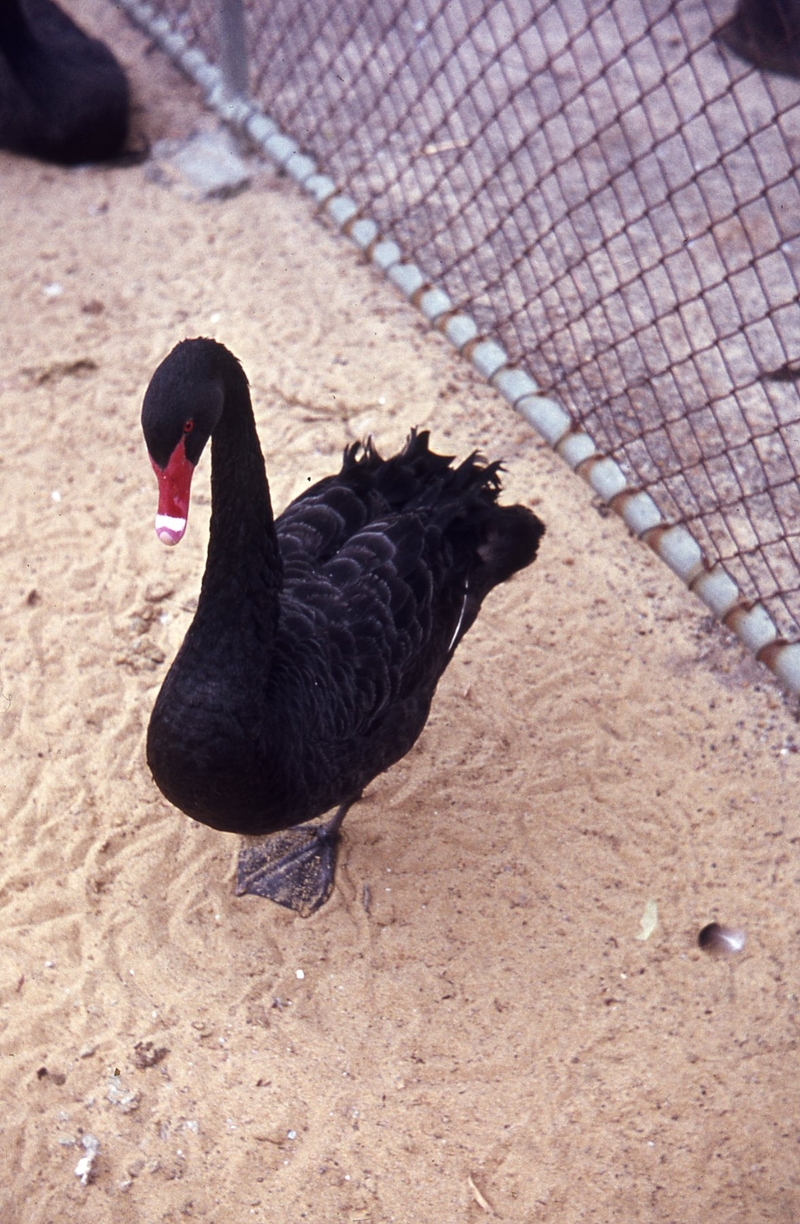 400145: Perth WA Zoo Black Swan