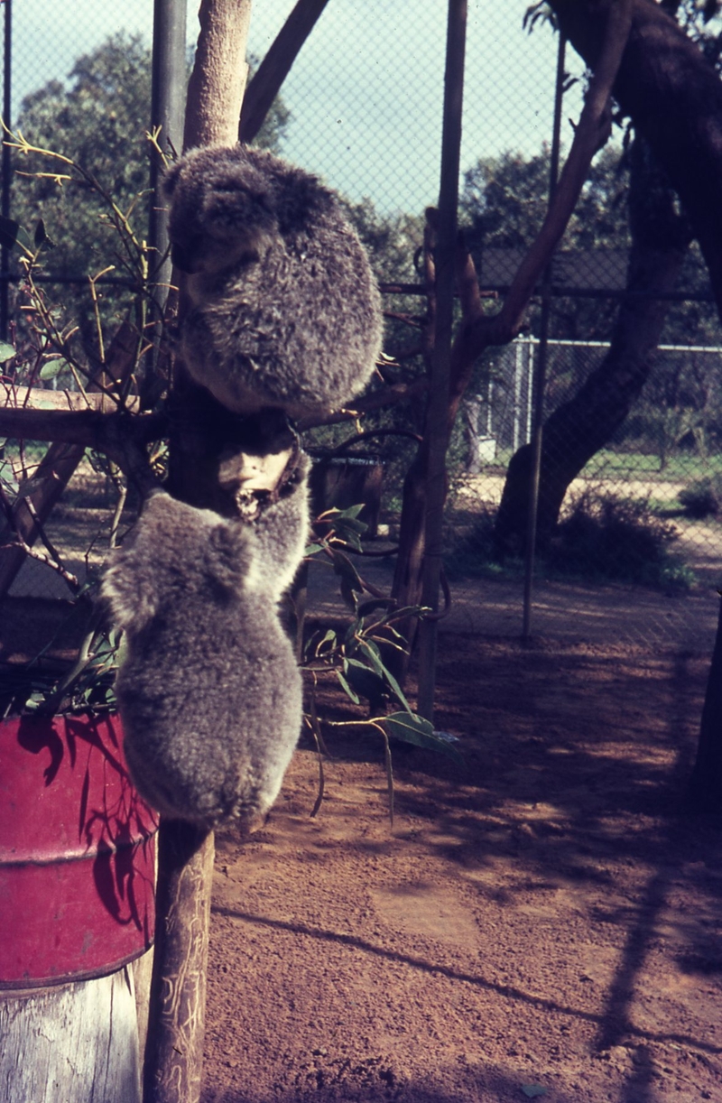 400155: Yanchep WA Koalas