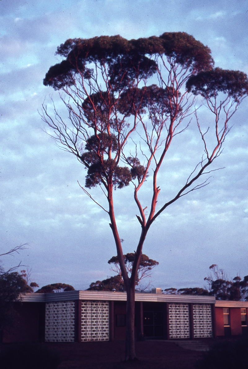 400189: Koolyanobbing WA Tree near Trainmens's barracks
