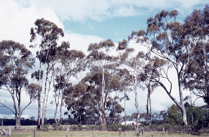 400237: Huntly Vic Scene with trees