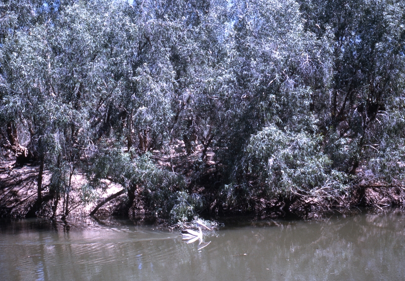 400285: De Grey River WA Mulyie Pool Pelican