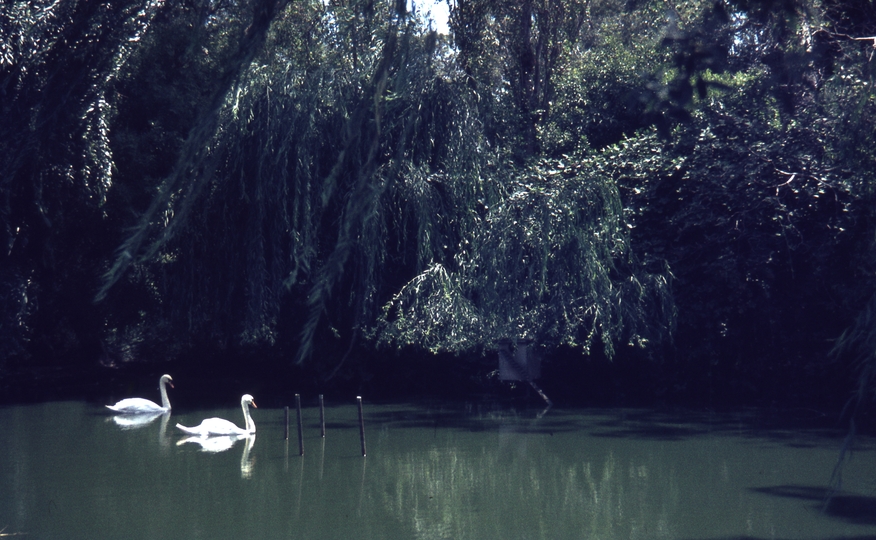 400299: Melbourne Victoria Zoo White Swans