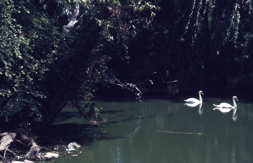 400300: Melbourne Victoria Zoo White Swans