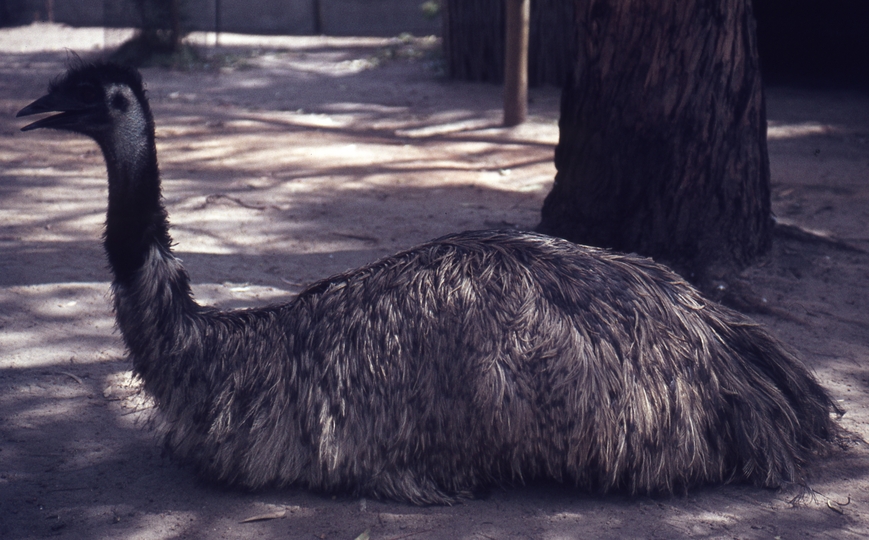 400301: Melbourne Victoria Zoo Emu