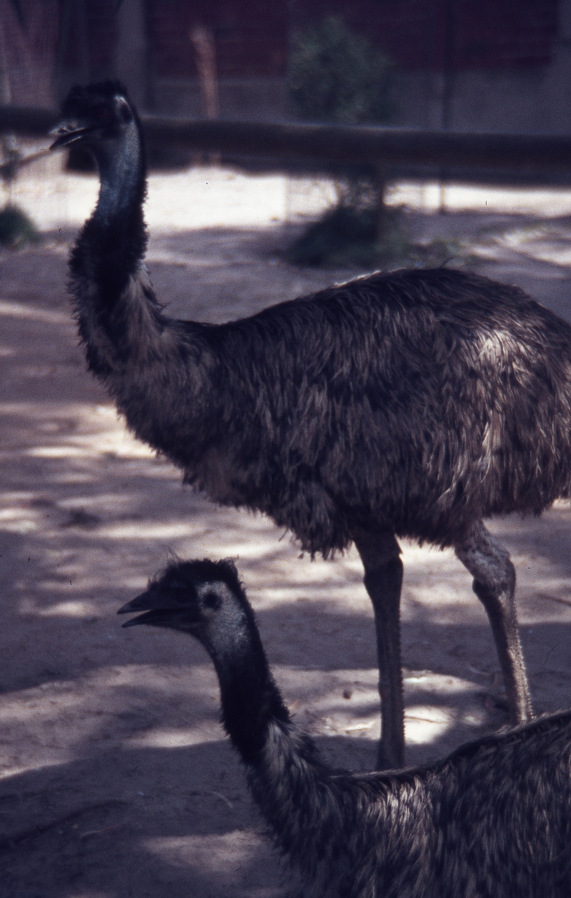 400302: Melbourne Victoria Zoo Emus