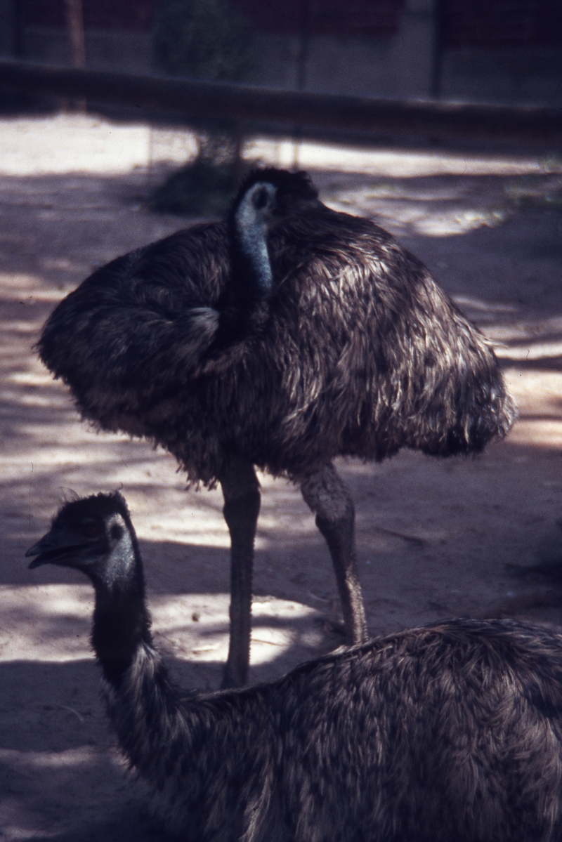 400303: Melbourne Victoria Zoo Emus