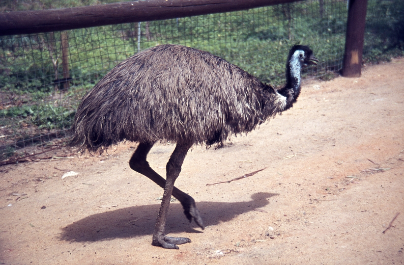 400305: Melbourne Victoria Zoo Emus