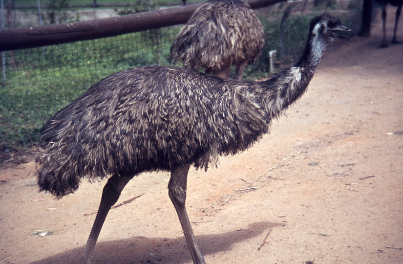 400306: Melbourne Victoria Zoo Emus