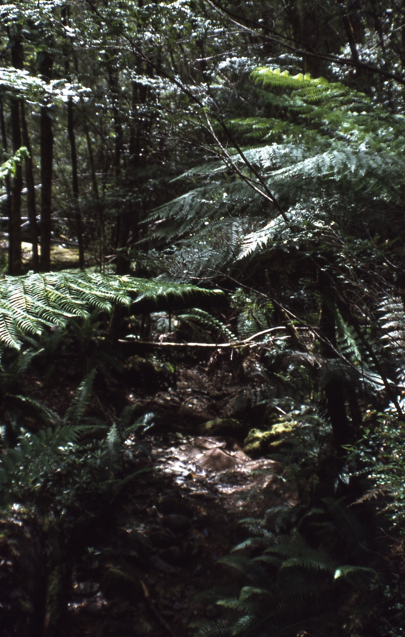 400356: Hastings Tasmania Ferns near Newdegate Caves