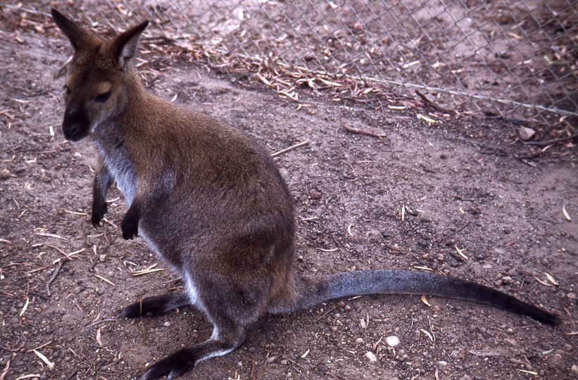 400375: Launceston Tasmania Wallaby in Sanctuary