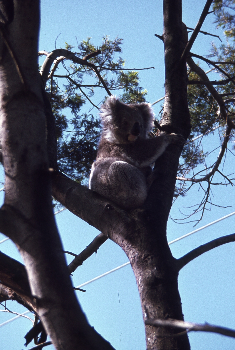 400413: Phillip Island Victoria Koala