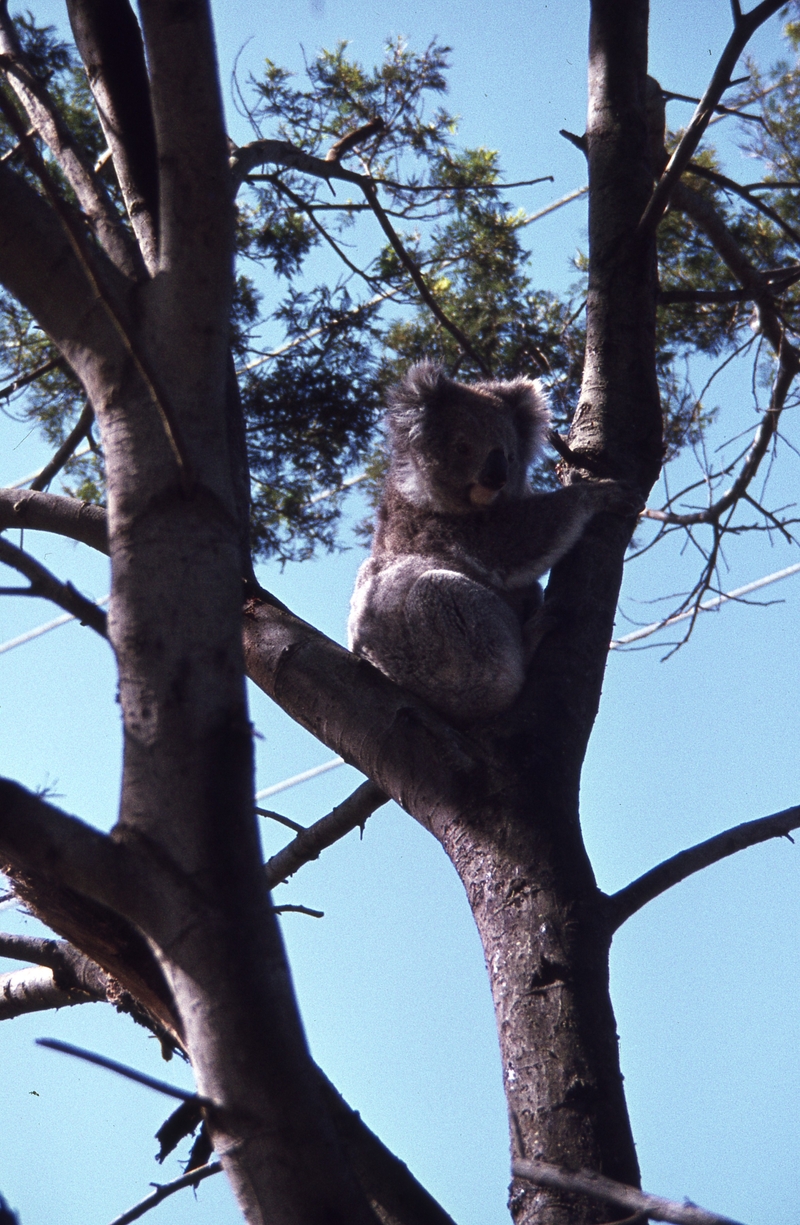 400414: Phillip Island Victoria Koala