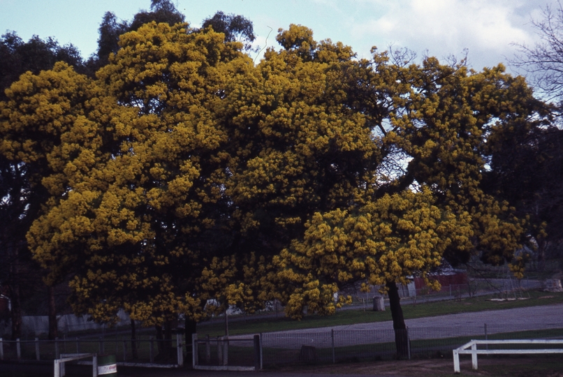 400424: Maldon Victoria Wattle Tree