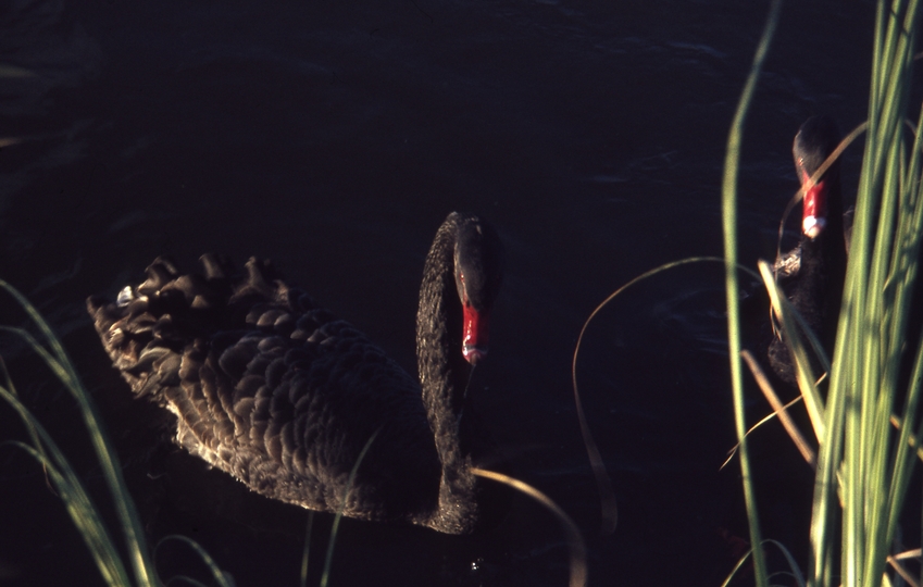 400454: Bendigo Victoria Black Swans on Lake Weroona
