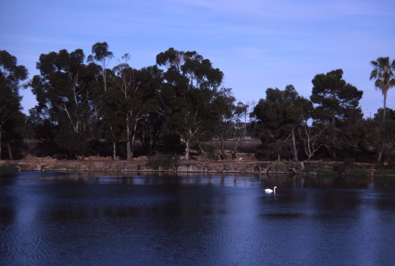 400483: Northam Western Australia Avon River White swan in distance