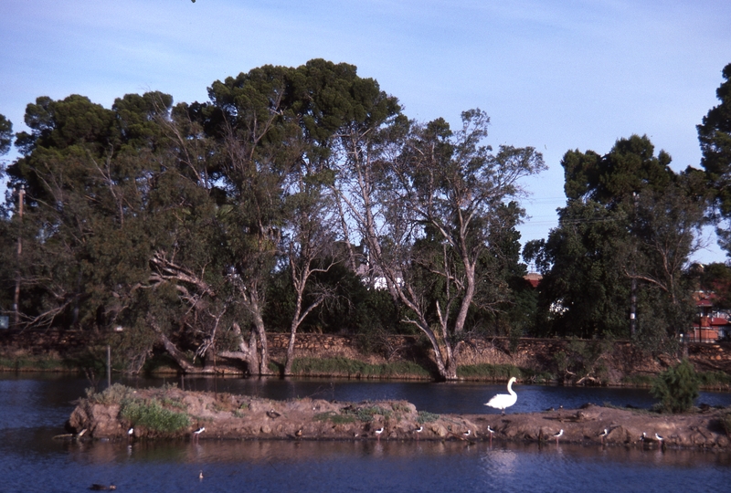 400485: Northam Western Australia Avon River White swan on island