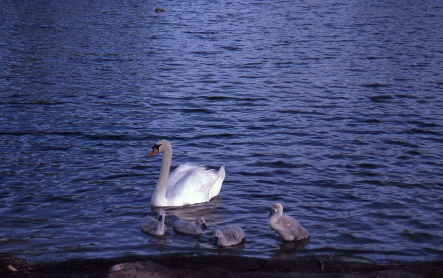 400487: Northam Western Australia White swan and signets on Avon River
