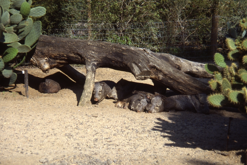 400497: Melbourne Victoria Zoo Peccaries including young