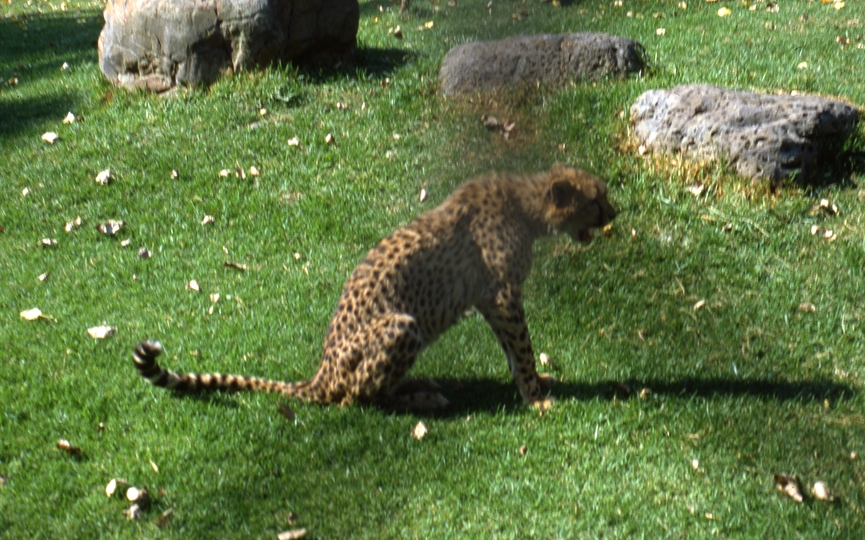 400523: Melbourne Victoria Zoo Leopard