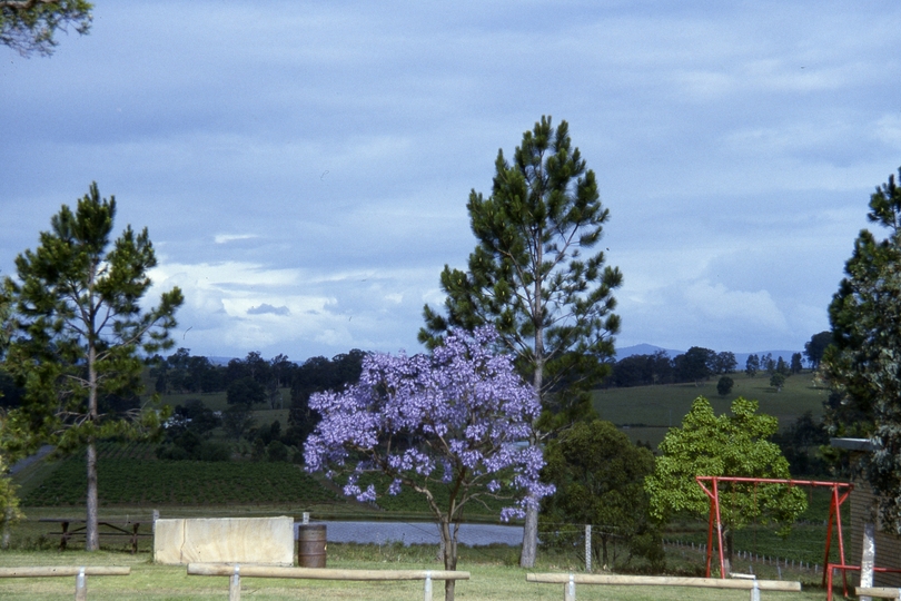 400524: Drayton's Winery Hunter Valley NSW Scene including Jacaranda Tree