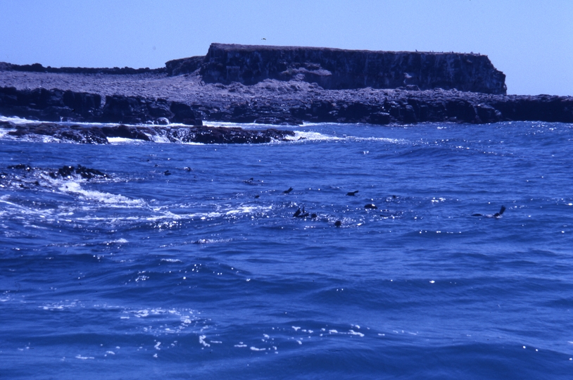 400541: Phillip Island Victoria Seal Rocks
