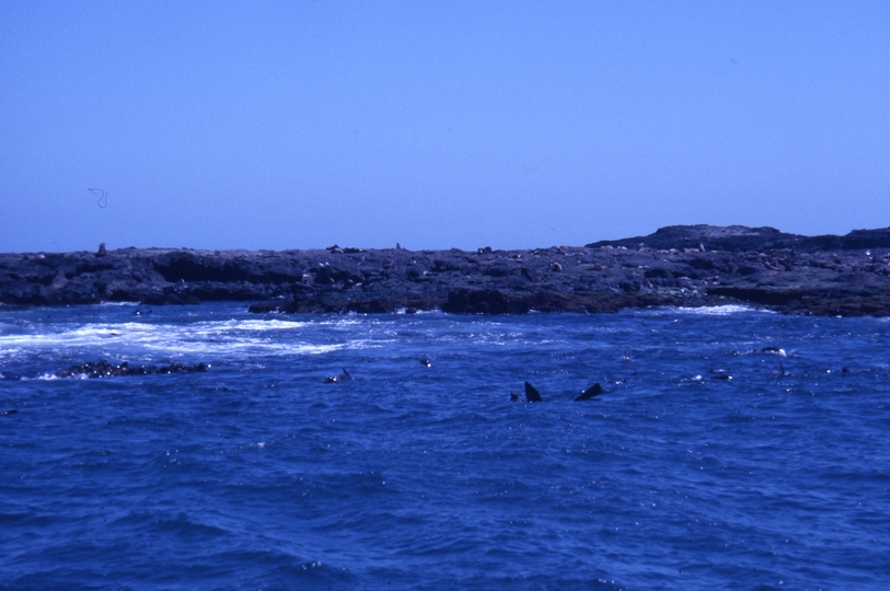 400542: Phillip Island Seal Rocks