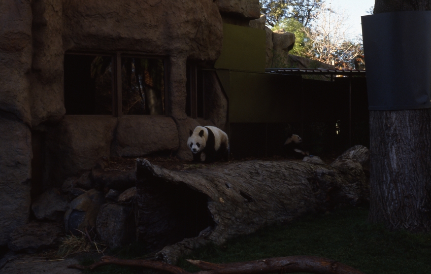 400567: Melbourne Victoria Zoo Giant Pandas Bicentenniel display from China