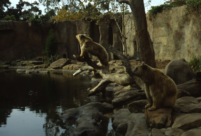 400581: Melbourne Victoria Zoo Siberian Bears