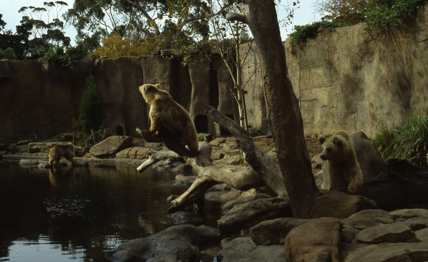 400582: Melbourne Victoria Zoo Siberian Bears