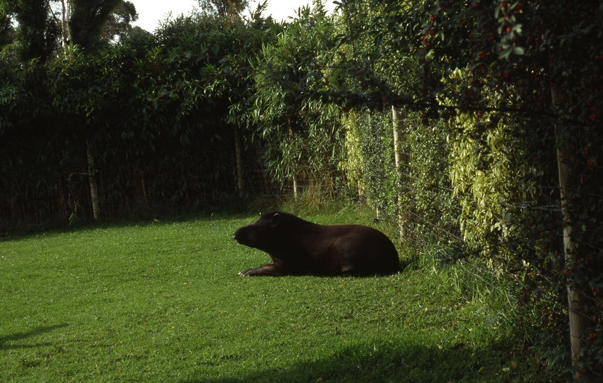 400583: Melbourne Victoria Zoo Tapir