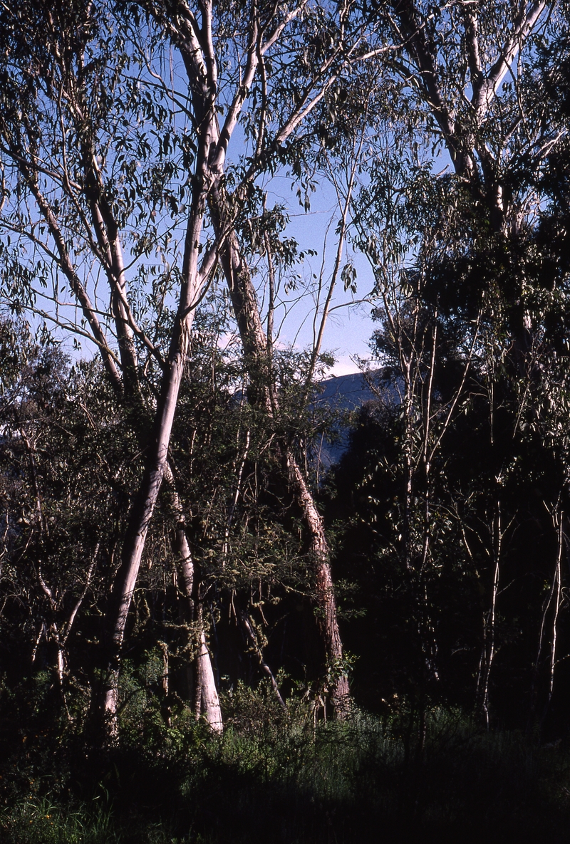400676: 2 km from Bindaree Falls Turn Off Victoria Trees near walking track to Mt Speculation
