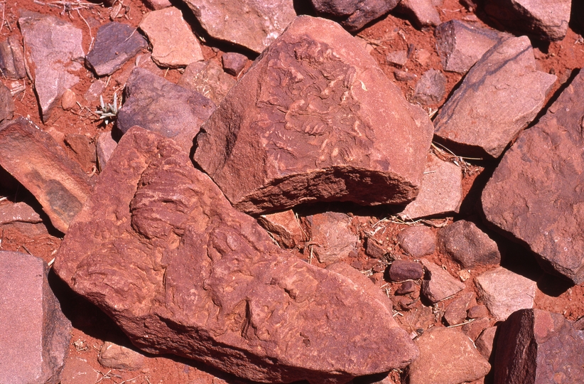 400781: Ridge 10 km North of Chambers Pillar NT Tribolite Fossils
