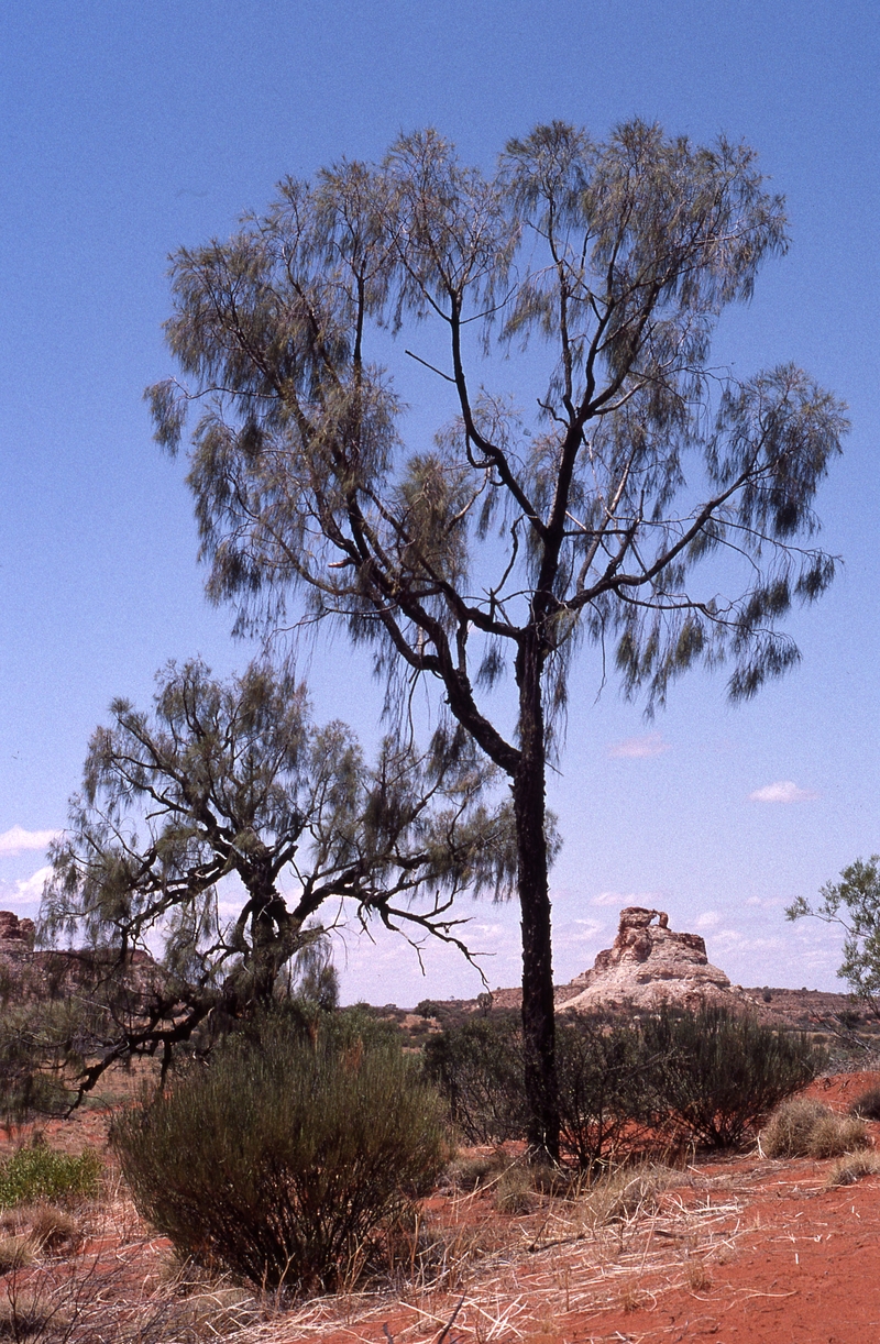 400782: near Chambers Pillar NT Desert Oak